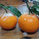 나무들의 수다 이미지