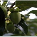 수정-35 이미지
