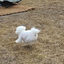 호야별 애견유치원 이미지