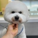 메모리펫살롱 이미지