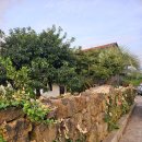 조가물민박 이미지