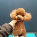 언니네강아지 이미지