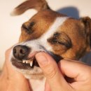 온유동물병원 이미지