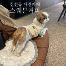대곡지구 | 달서구 진천동 실내애견동반 카페 스웨븐커피 내돈내산 후기 대곡지구