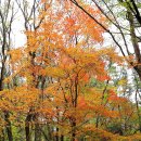 11월 29일(일) 1일...가을이 떠나 갈 때쯤 11월 마지막 날에 제주의 환상숲"노루오름" 번개 트레킹 갑니다. 이미지
