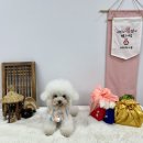 486 Dogcamp 네이버블로그