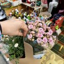 남사환경 | 용인 남사화훼단지 꽃시장 방문 후기｜가성비 좋은 에르베플라워아울렛 ‘7천원의 행복’