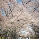 인천투어) 花島鎭 화도진 공원 (숨겨진 벚꽃 명소)