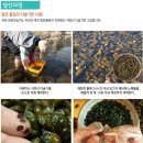 정옥다슬기