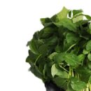 (주)디엘바이오 이미지