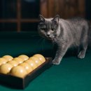 SK 당구클럽 이미지