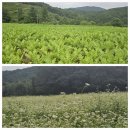 뮤지엄 산~~안토니 곰리와 안도 타다오가 빚어낸 작은 우주 이미지