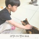 피터펫카페 가덕도점 | 부산 고양이 카페, 예쁜 개냥이가 먼저 다가오는 고양이카페 가고 싶다면?