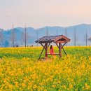 창녕황금손한의원 | 창녕 남지 유채꽃축제기간, 출연가수 라인업, 개화상황 총정리