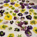 힐링꽃차 이미지