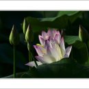 송해면-1 이미지