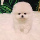 동반자 | 산본강아지분양 알아보다가 인생 동반자 만난 후기 분석