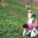 모비딕팜
