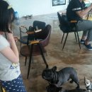 빼로(perro) 이미지
