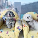 한강펫케어센터 이미지