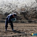 들에핀 매화 이미지