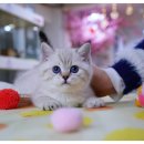 강남 고양이 분양 캣프렌즈 이미지