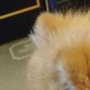 페츠비동물병원 이미지