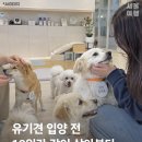 유기 동물 입양 전 같이 살아보는 예비입양제 도입 이미지