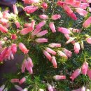 에리카(ERICA)