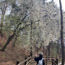 [충북/청주]🌳 청주 청남대 : 아기랑 유모차로 즐기는 대통령 별장 산책길 (feat. 무장애 나눔길)