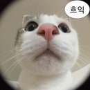 글래시 이미지