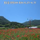 원주 용수골 꽃양귀비 축제 - 양귀비 만개! (5/23 방문후기)