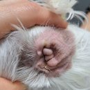 Dr.오즈동물병원 이미지