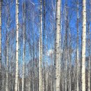 원대리 자작나무숲 이미지