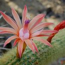 여우꼬리 이미지