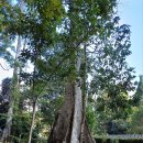 Laos-Luang Prabang-Green Jungle park 이미지