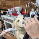 대형견 이발소 이미지