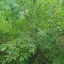 임실덕천리가침박달군락 | 가침박달