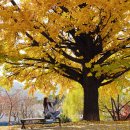 씨유 월미놀이공원 | 인천 단풍명소 월미공원 전망대 바다카페 아기랑 갈만한곳 추천