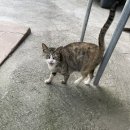서천가축병원 이미지