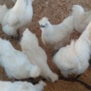 태성농장 이미지