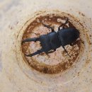 아라곤충 이미지