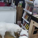호야펫 이미지