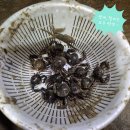 엘림 민박 | [서천 갯벌] 올 여름 휴가는 어디로? 다양한 생물이 있는 무료 해루질 명당 + 숙소 소개