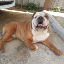 야옹이네 이미지