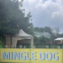 밍글독 | 일산 애견동반 카페 중형/대형견 놀이터는 밍글독