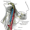 미주신경 실신(vasovagal syncope)에 대처법 이미지