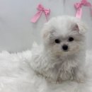 청주강아지분양 애견입양 애견미용 바른펫 | 정직하고 건강한 아이들이 많은 청주 강아지 분양 , 청주강아지분양 애견입양 애견미용 바른펫