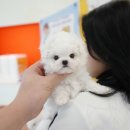 대구강아지분양 퍼피얌 | 대구 강아지 분양 퍼피얌 그리고 홍스퍼피 찐리뷰