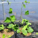 유인농장 이미지